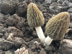 喜憂參半羊肚菌栽培！今年還值得入局嗎？ ()