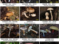 《云南常見毒菌（毒蘑菇）2022版》發(fā)布 ()