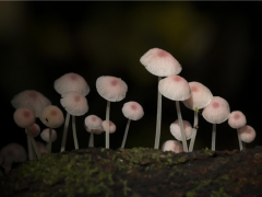 廣西弄崗國家級自然保護區(qū)發(fā)現(xiàn)粉霜小菇 為真菌類新記錄種 ()