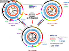 世界上最毒蘑菇是如何煉成的？——昆明植物所在毒蘑菇鵝膏環(huán)肽毒素合成機制研究中取得重要進展 ()