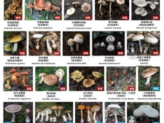 最新版！川渝野生毒蘑菇圖鑒 ()