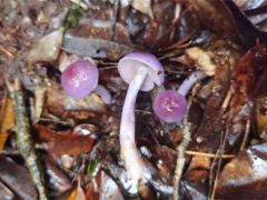 真實版“藍瘦香菇” 近藍紫絲膜菌現(xiàn)身景寧 ()