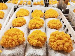 昆明食用菌研究所育種團隊成功選育“中菌金耳”系列新品種 ()