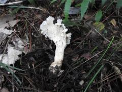 我國發(fā)現(xiàn)新物種“白蓋雞油菌”專家建議先不要吃 ()
