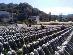 安徽黃山黟縣：“小菌棒”上長出“黑黃金” ()