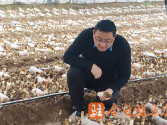 河南駐馬店：省食用菌產業(yè)技術體系專家走進羊肚菌生產基地開展工作調研 ()