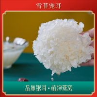 常年供應 銀耳 雪菲寵耳 北方銀耳工廠化種植