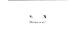 《松茸》國(guó)家標(biāo)準(zhǔn)獲批準(zhǔn)發(fā)布 ()
