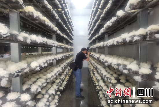  圖為通江銀耳產(chǎn)業(yè)生產(chǎn)車間一角。苗志勇 攝