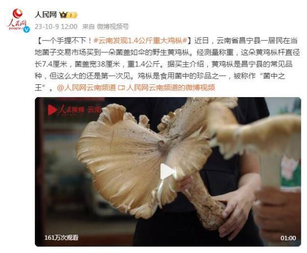 一手握不下！云南發(fā)現(xiàn)1.4公斤重雞樅菌