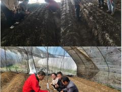 隴南市農(nóng)科所開展羊肚菌新品種引進(jìn)試驗(yàn)和連作障礙防控技術(shù)試驗(yàn)進(jìn)展情況調(diào)研 ()