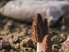 中國科學(xué)院昆明植物研究所趙琪講述：那些“上天入地”的菌種 ()