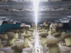 如何從野味到量產(chǎn)？一朵黑牛肝菌的“科技密碼” ()