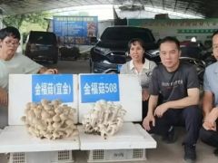 人工馴化獲成功！珍稀菌新品種在這里誕生 ()