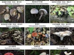 收錄1341個物種！云南在全國率先發(fā)布省級大型真菌圖志 ()