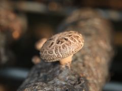 香菇蒸雞肉香到鄰居敲門，10分鐘學會，免疫力翻倍！
