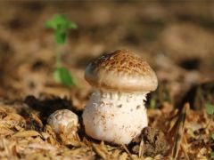 中科院微生物所趙瑞琳團(tuán)隊(duì)與多個(gè)單位合作推出大球蓋菇菌株精準(zhǔn)鑒